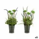Planta Decorativa Ibergarden XD16-818 Metal Plástico Lavanda 13 x 40 x 13 cm (12 Unidades)