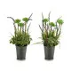 Planta Decorativa Ibergarden XD16-818 Metal Plástico Lavanda 13 x 40 x 13 cm (12 Unidades)