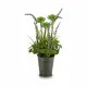 Planta Decorativa Ibergarden XD16-818 Metal Plástico Lavanda 13 x 40 x 13 cm (12 Unidades)