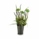Planta Decorativa Ibergarden XD16-818 Metal Plástico Lavanda 13 x 40 x 13 cm (12 Unidades)