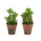 Decorative Plant Ibergarden XD16-849 Plastic Succulent 16 x 23 x 16 cm (12 Units)