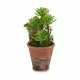 Decorative Plant Ibergarden XD16-849 Plastic Succulent 16 x 23 x 16 cm (12 Units)