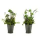 Decorative Plant Ibergarden XD16-819 Cork Plastic Flowers Field 20 x 41 x 20 cm (6 Units)