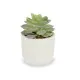 Decorative Plant Ibergarden QY-H037 Plastic Succulent 14 x 13,5 x 14 cm (12 Units)