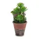 Decorative Plant Ibergarden XD16-849 Plastic