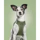 Arnés para Perro Gloria 28-28,6 cm Verde XXS 24-26 cm