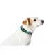 Dog collar Hunter Turquoise 12