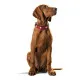 Collar para Perro Hunter Swiss Rojo/Negro 30-34.5 cm