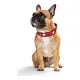 Collar para Perro Hunter Swiss Rojo/Negro 35-43 cm