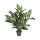 Decorative Plant Mica Decorations Dieffenbachia Dieffenbachia Green PVC (15,7 x 70 cm)