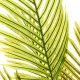 Decorative Plant Polyethylene Plastic Palm tree 45 x 45 x 114 cm