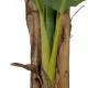 Decorative Plant Rubber Banana plant 70 x 70 x 200 cm