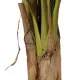 Planta Decorativa Goma Bananera 120 x 120 x 280 cm