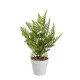 Decorative Plant Polyethylene Plastic Fern 26 x 26 x 45 cm