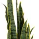 Decorative Plant Rubber polypropylene 20 X 20 X 115 CM