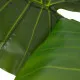 Decorative Plant 80 x 90 x 140 cm Green Philodendron